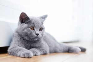 13 Cat Breeds You Didn't Know Existed