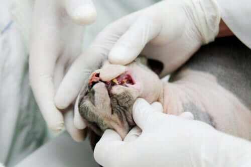A vet examining a cat's mouth. 