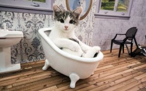 Discover a Reality Show About Cats: Animal Reality TV