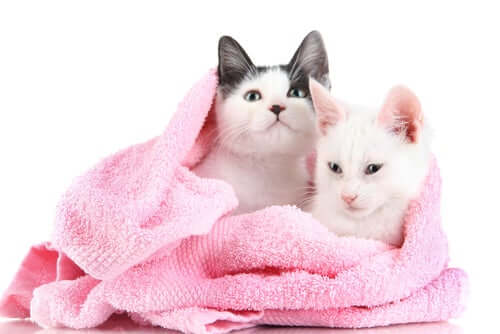 Two kittens are wrapped up in a towel.