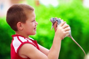 Rats are great pets for children.
