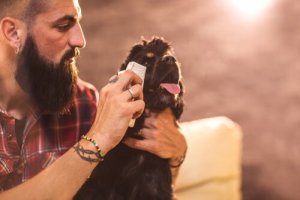 Learn How to Clean Your Dog's Eyes