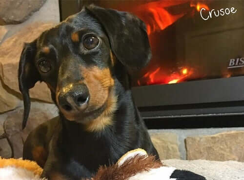 Crusoe looking at the camera.