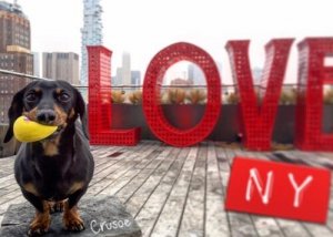 Meet Crusoe: The World-Famous Wiener Dog