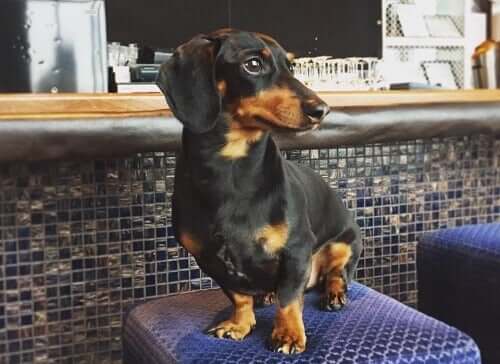 Crusoe is sitting on a bar stool.