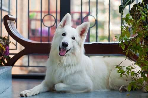 Pet Safety with a Balcony: What Precautions to Take