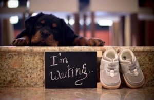 Dogs and Babies: How These Future Parents Responded