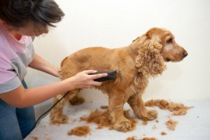 A spaniel at the groomers.