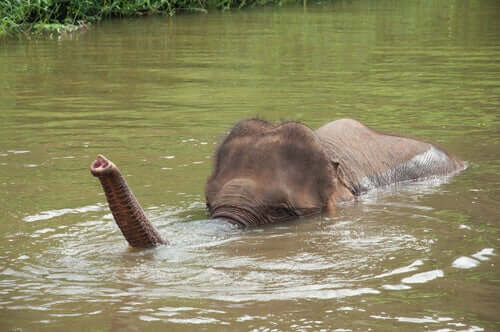 An elephant partly submerged in the water.