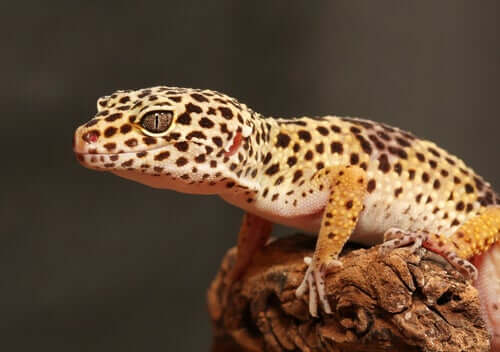 Εκτροφή και Διατήρηση Leopard Geckos