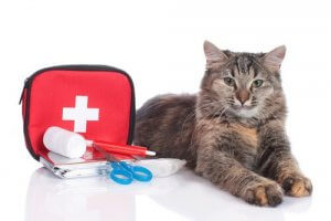 First aid kit for cats.