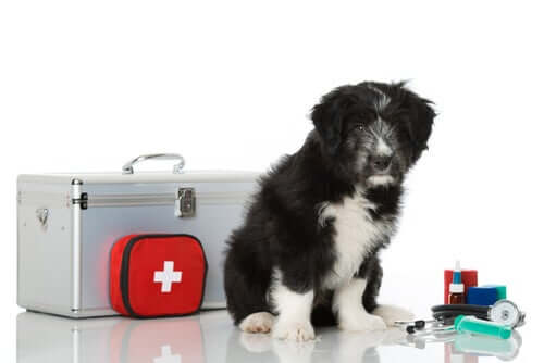 How To Make A First Aid Kit For Your Pet My Animals
