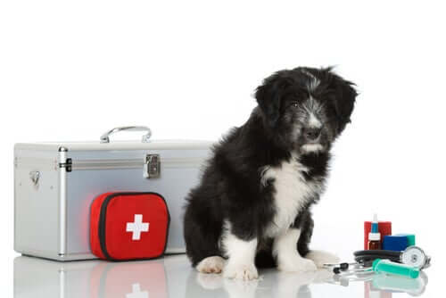 How to Make a First Aid Kit for Your Pet - My Animals