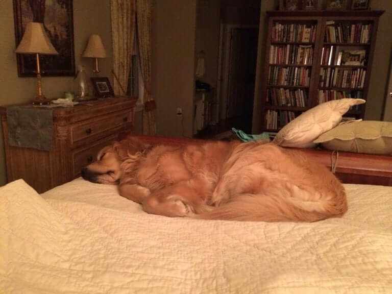 A golden retriever sleeping on a bed.