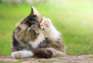 6 Ways to Prevent Hairballs in Cats