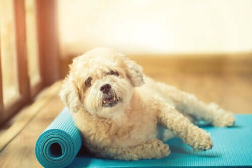 A dog laying on a yoga mat.