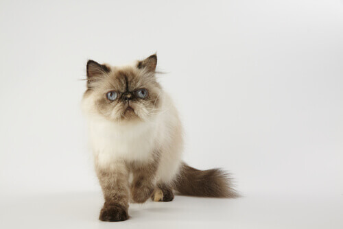 A Himalayan cat.