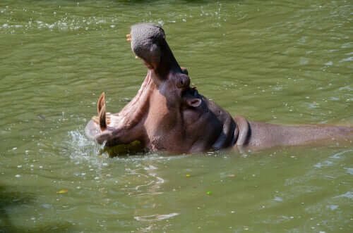 A hippo with its mouth wide open swimming at the surface of the water.