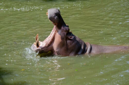 A hippo with its mouth wide open.