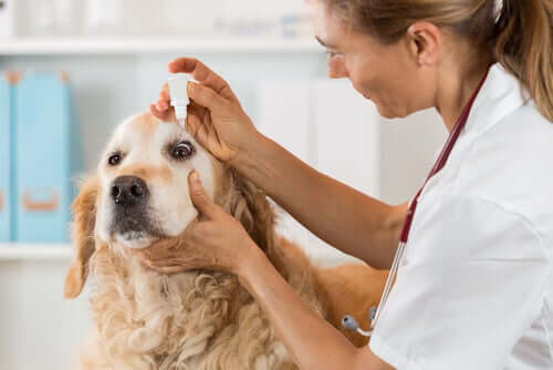 A veterinarian administers eye drops in a dog's eyes.