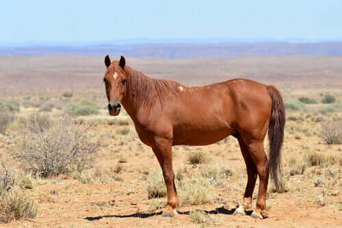 The Horses of Africa: An Evolutionary Success Story