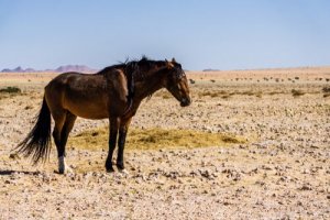 A horse in the desert.