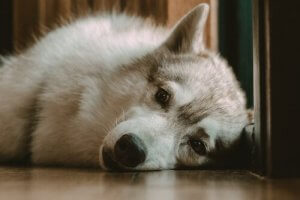 What If My Dog Doesn't Sleep at Night?