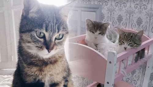 A new program is a reality show about cats.