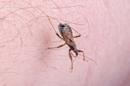 A kissing bug crawling on someone's skin.
