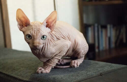 The Kohana Cat, Also Known as the Hawaiian Hairless