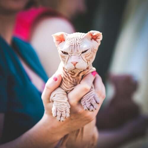 A person holding a Kohana cat in their hands.