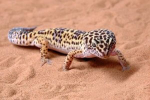 A leopard gecko on sand.