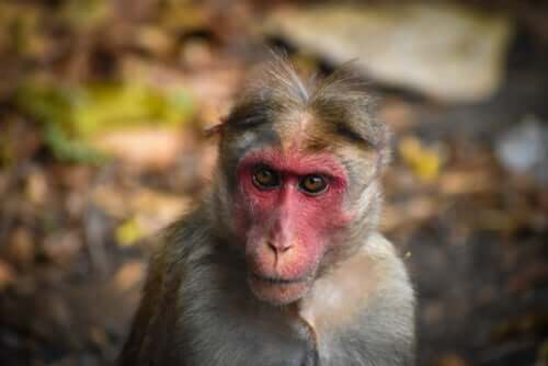 A macaque in India that has been part of the crisis.