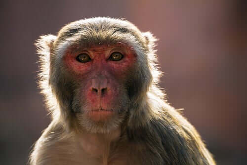 Current Events: The Macaque Crisis in India
