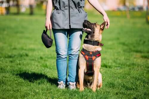 Trained Dogs vs. Conflict Mediator Dogs
