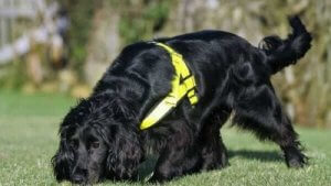 Meet Molly the Rescue Dog and Cat Detective