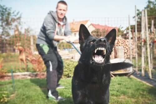 How to Train a Potentially Dangerous Dog