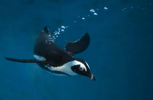 A penguin swimming in the water. 