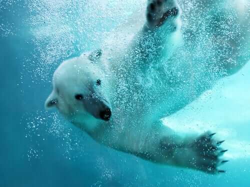 A polar bear swimming through the water.
