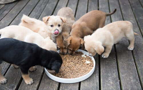A group of puppies eating from a bowl on a wooden porch.