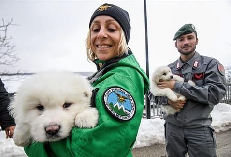 Three Puppies Trapped and Rescued in an Avalanche in Italy