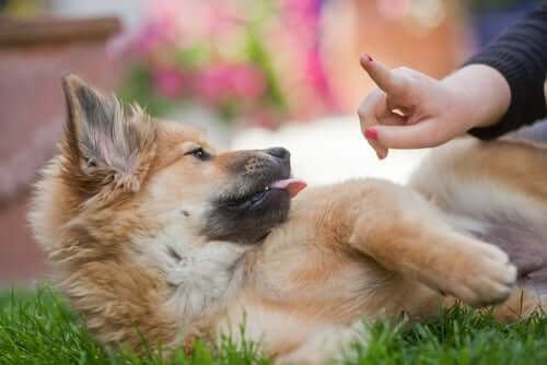 A puppy lying in the grass and playing with its owner.