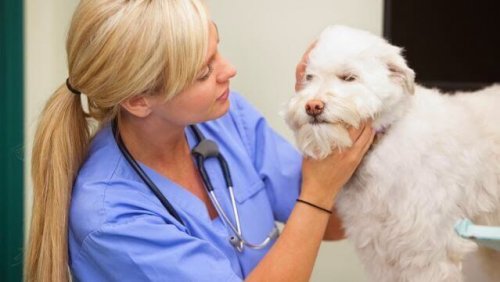 A vet doing an exam on a dog.