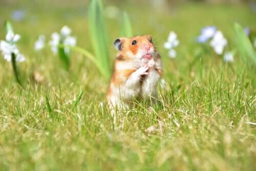 How to Create the Perfect Home for Your Small Animals