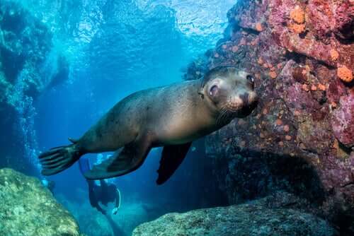 A sea lion swimming in shallow water. 