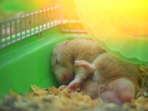 A sleeping hamster.