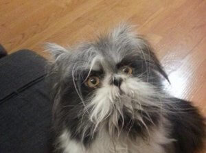 A Strange Animal on Twitter: Is It a Dog or a Cat?