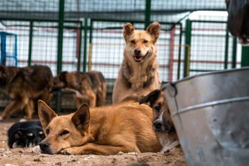 A group of stray dogs in an animal shelter.