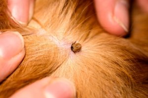 Health Alert: Diseases Transmitted by Ticks