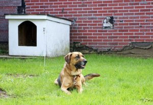 Leaving a dog tied up is bad for its mental and physical health.